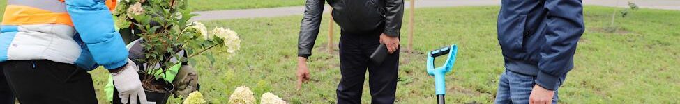 Шимкив садит гортензии