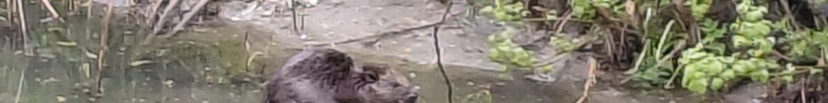 «От бобра не жди добра»: в Новосибирске бобры построили плотину и затопили огороды местных жителей бобер в реке Тула горизонт фото Светлана Соснина