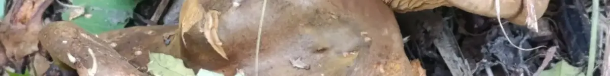 Новосибирцам рассказали, где опасно собирать грибы грибы на компостной куче фото Прецедент