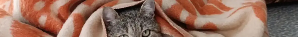 кот под одеялом