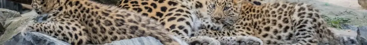 В день леопарда Новосибирский зоопарк поделился милыми фото больших кошек лео 27 сент титул