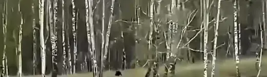 медведь 29 сент