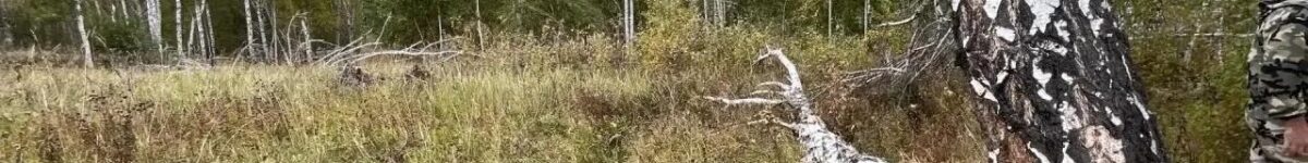 В Новосибирской области охотник застрелил друга, приняв его за медведя охота