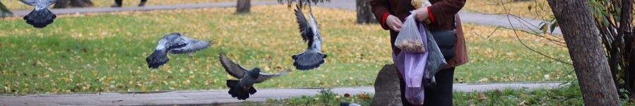осень новосибирск голуби нарымский сквер с ватерзнаком