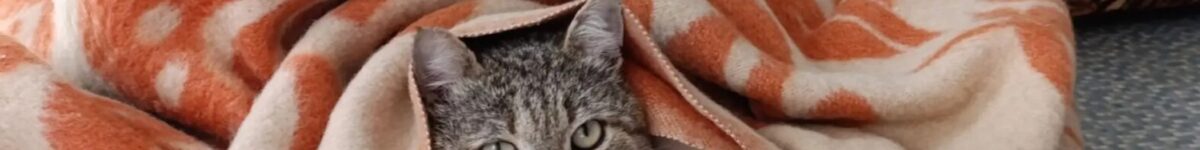 Даты начала отопительного сезона в Новосибирске за 10 лет отпление кот под одеялом