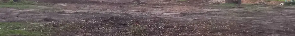 Новосибирцы пытаются отстоять от застройки парк «Сосновый бор» сосновый бор фото Сибкрай