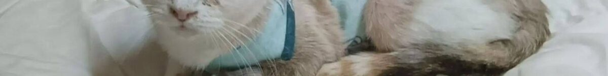 Новосибирский волонтёр рассказала подробности о спасённых из адского приюта кошках кошка из приюта