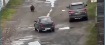 Рядом с популярным у новосибирцев курортом Шерегеш медведь пришел в детсад медведь пришел в детсад